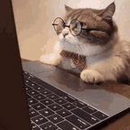 A cat wearing glasses, working at a laptop
